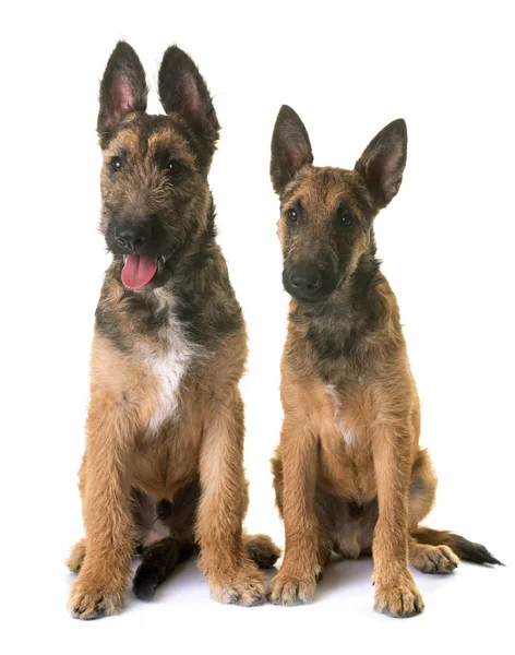 Cachorros pastor belga laekenois — Fotografia de Stock