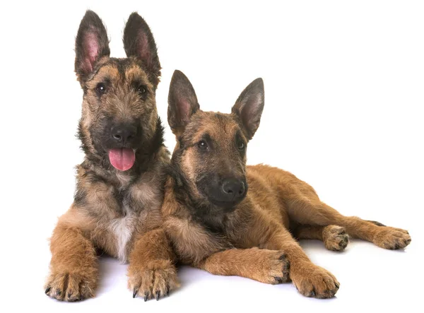 Cachorros pastor belga laekenois — Fotografia de Stock