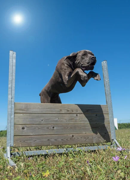 Entrenamiento de la obediencia — Foto de Stock