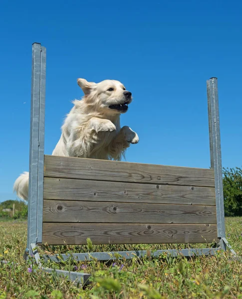 Entrenamiento de la obediencia — Foto de Stock