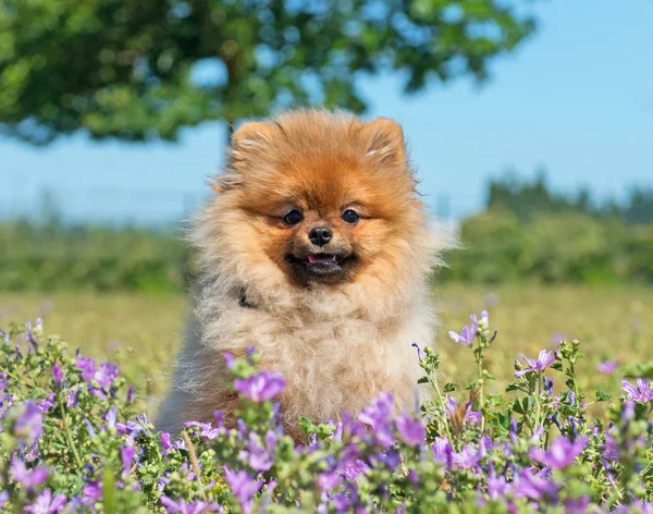 Pomerania spitz in fiore — Foto Stock