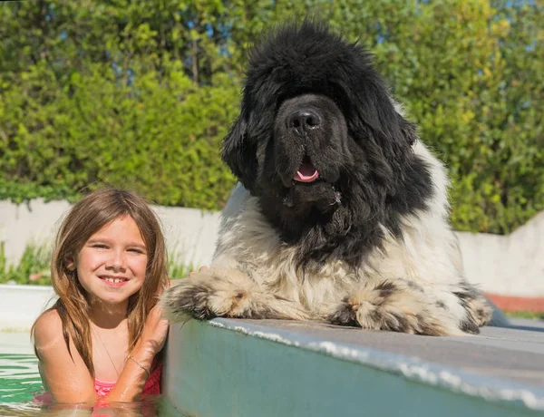 स्विमिंग पूलमध्ये मुलगा आणि न्यू फाउंडलँड कुत्रा — स्टॉक फोटो, इमेज