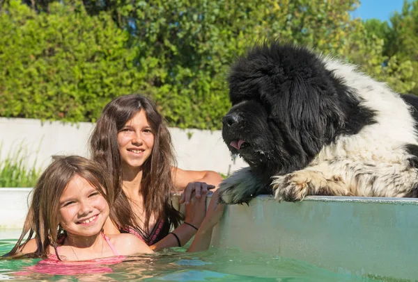 Child and newfoundland dog in swimming pool — Stock Photo, Image