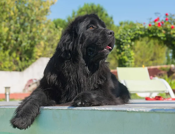 Newfoundland cão na piscina — Fotografia de Stock