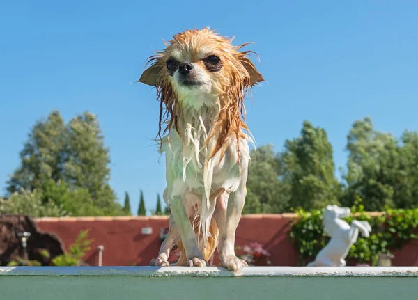 Chihuahua e piscina — Foto Stock