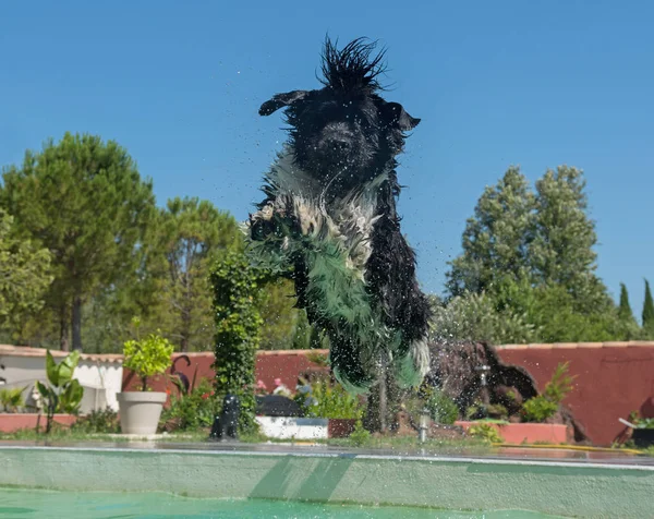 Neufundländer Hund im Schwimmbad — Stockfoto