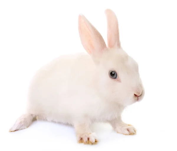 Kaninchen im Atelier — Stockfoto
