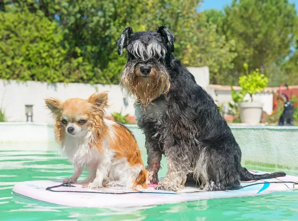 Due cani e piscina — Foto Stock