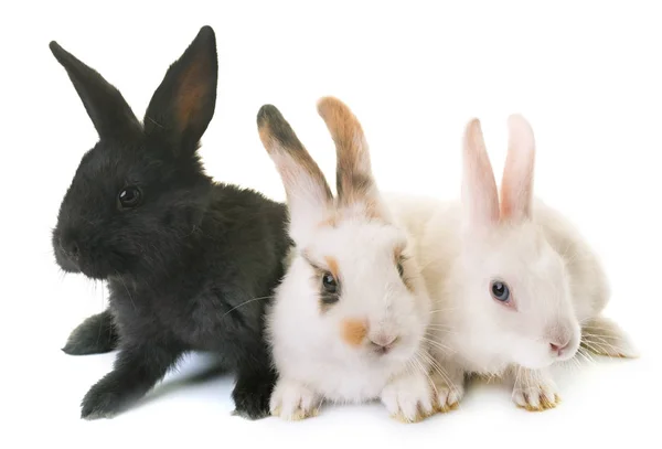 Conejos en estudio — Foto de Stock