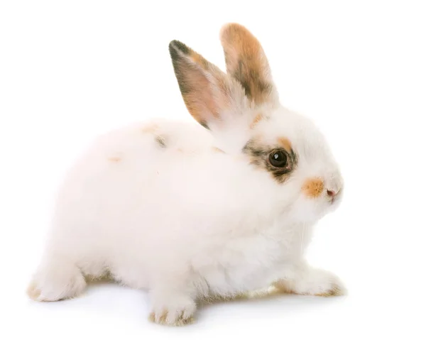 Kaninchen im Atelier — Stockfoto