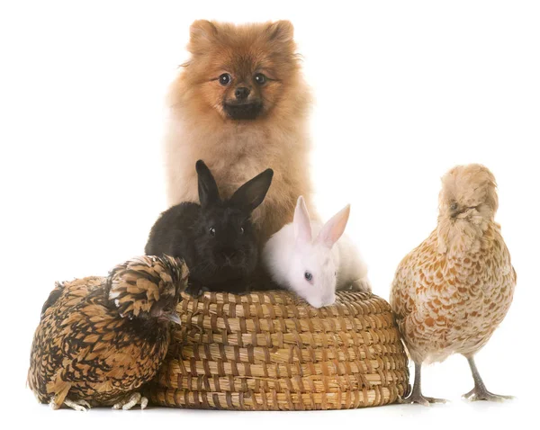 Group of animals — Stock Photo, Image