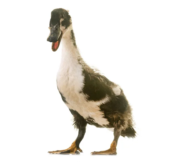 Mulard duck в студии — стоковое фото