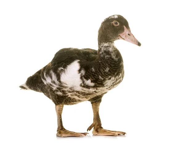Mulard duck in studio — Stock Photo, Image