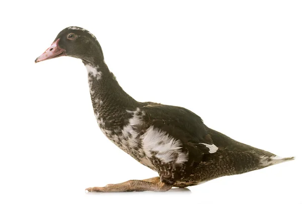 Mulard duck in studio — Stock Photo, Image