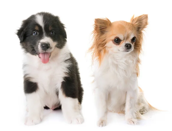 Australian shepherd dog och chihuahua — Stockfoto