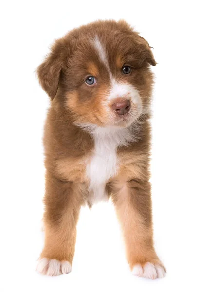 Australian shepherd dog — Stock Photo, Image