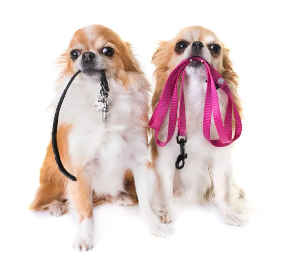 Chihuahuas e trela — Fotografia de Stock