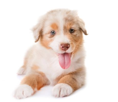 Avustralya çoban köpeği