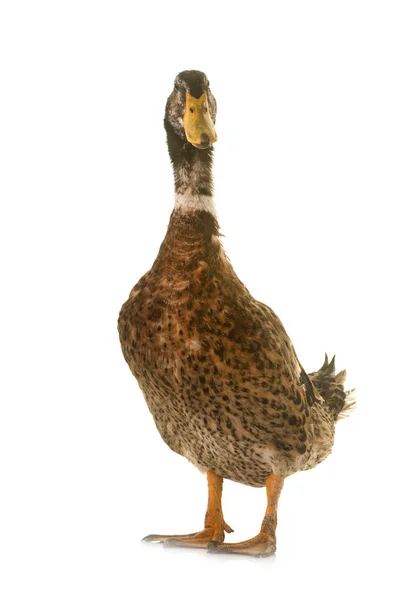 Rouen duck in studio — Stock Photo, Image