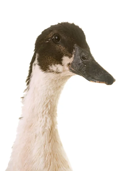 Mulard duck в студии — стоковое фото