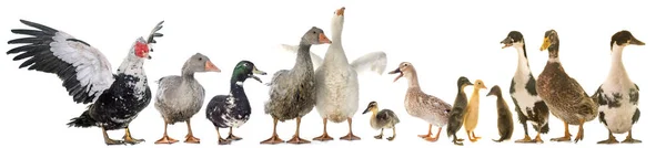 Gooses and ducks — Stock Photo, Image