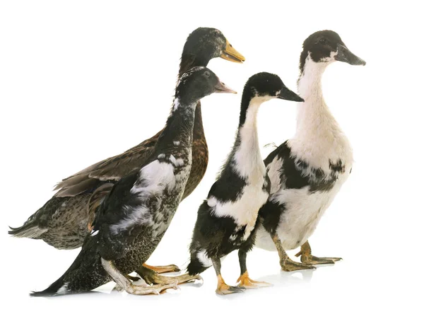 Grupo de patos — Foto de Stock