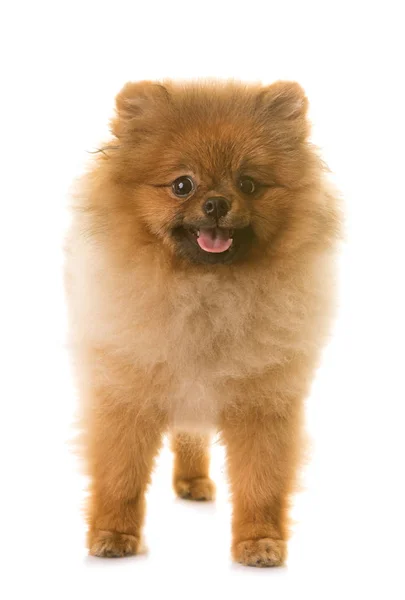 Pomeranian σκύλος στο studio — Φωτογραφία Αρχείου