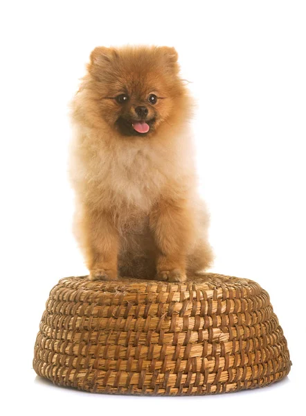 Pomeranian dog in studio — Stock Photo, Image