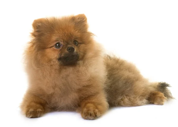 Perro pomerania en estudio — Foto de Stock