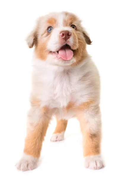 オーストラリアの羊飼いの犬 — ストック写真