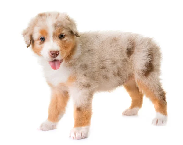 Australian shepherd dog — Stock Photo, Image