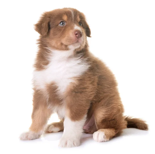 Australian shepherd dog — Stock Photo, Image