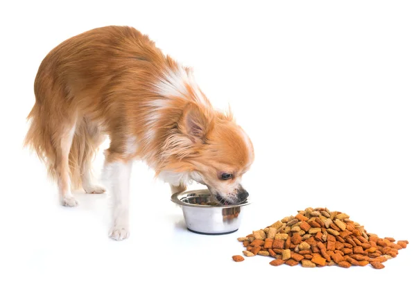 Chihuahua comer no estúdio — Fotografia de Stock