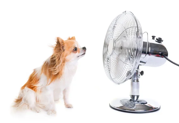 Chihuahua ve fan — Stok fotoğraf