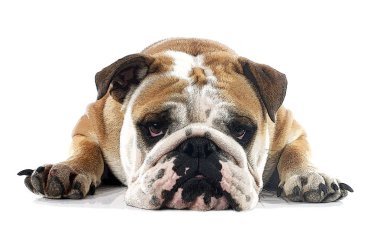 İngilizce bulldog Studio