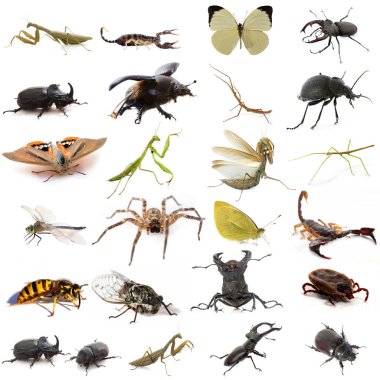 group of european insects clipart