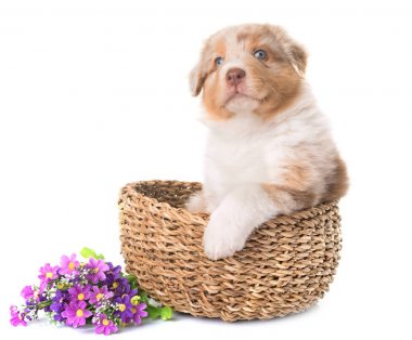 Avustralya çoban köpeği