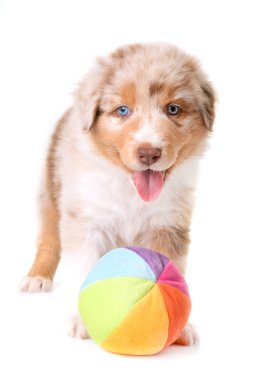 Avustralya çoban köpeği