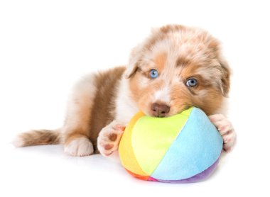 Avustralya çoban köpeği