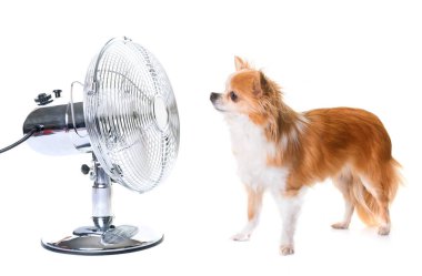 Chihuahua ve fan
