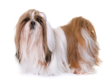 shihtzu Studio