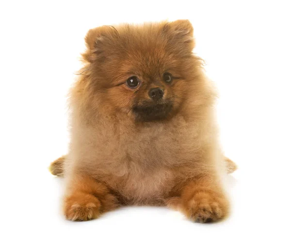Pomeranian dog in studio — Stock Photo, Image