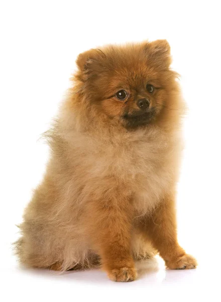 Cão pomeranian no estúdio — Fotografia de Stock