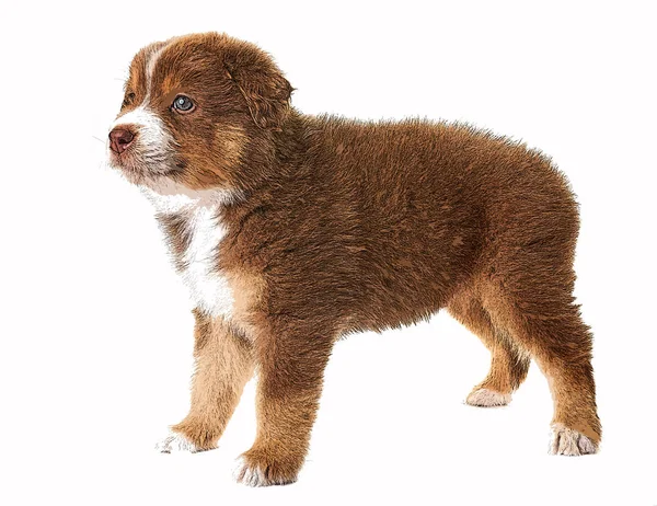 Australian shepherd dog — Stock Photo, Image