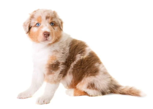 Australian shepherd dog — Stock Photo, Image