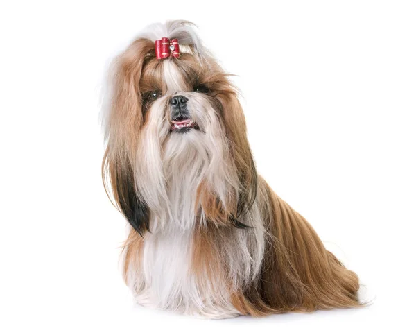 Shihtzu ในสตูดิโอ — ภาพถ่ายสต็อก