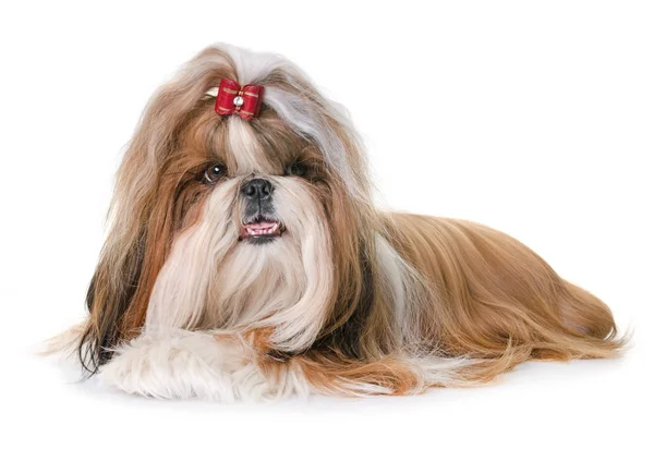 Shihtzu w studio — Zdjęcie stockowe