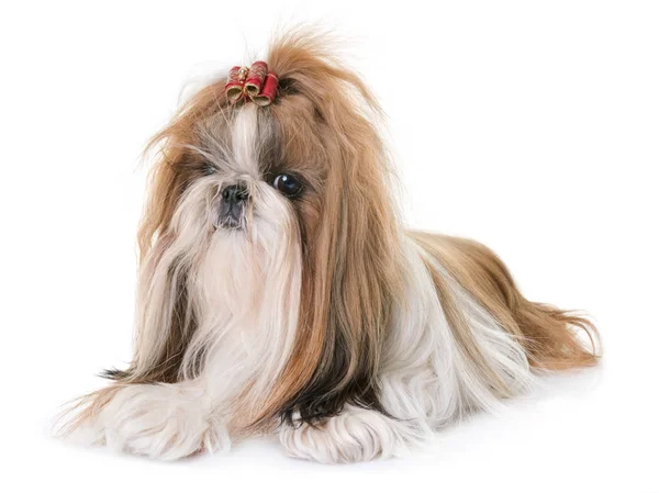 Shihtzu w studio — Zdjęcie stockowe