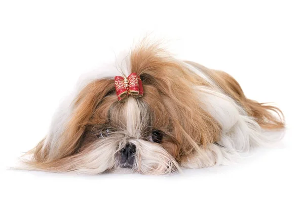 Shihtzu in studio Stock Picture