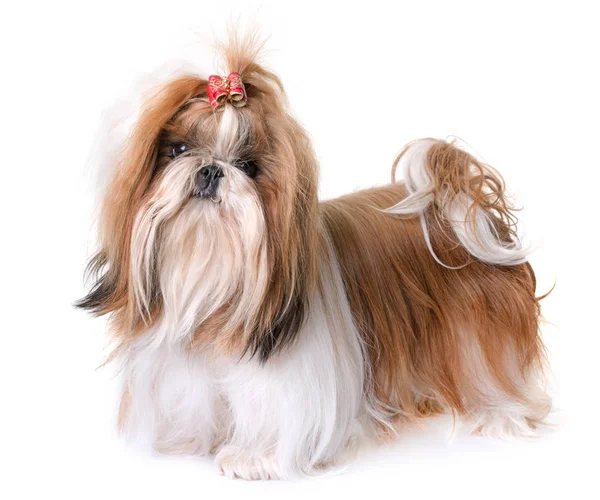 Shih tzu fotos de stock, imágenes de Shih tzu sin royalties | Depositphotos